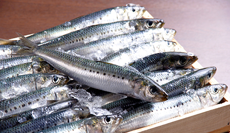 Les sardines et les anchois n'arrivent plus à grandir